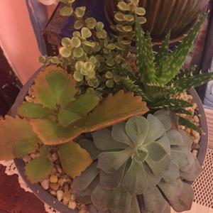 please help me identify these plants!