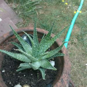 I'm curious if this is an Aloe Vera or another Aloe species. It's really spiky and about 8 inches tall