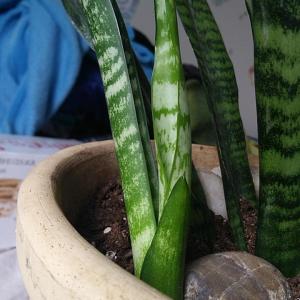 Snake Plant  #2  - Sansevieria Trifasciata