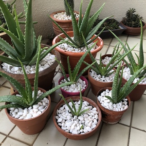 Aloe Vera (Aloe Chinensis)