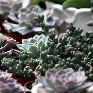 The Best Low-Maintenance Succulents to Grow Outdoors(2/2)