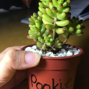 July 21, 2017

today i take on the huge responsibility of caring for this sedum rubrotinctum. i am not much for plants but i felt some sort of connection brought about by this little pookie and i am greatful as it continues to shed positive vibes around my home thanks to my girlfriend.

 #succulent  