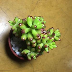 July 21, 2017

today i take on the huge responsibility of caring for this sedum rubrotinctum. i am not much for plants but i felt some sort of connection brought about by this little pookie and i am greatful as it continues to shed positive vibes around my home thanks to my girlfriend.

 #succulent  