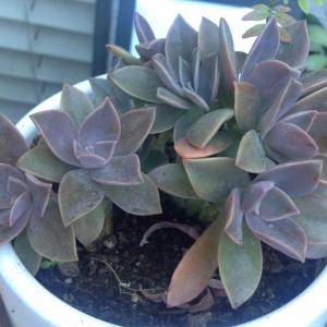 Do any of you think this succulent might be a Graptoveria Fred Ives?