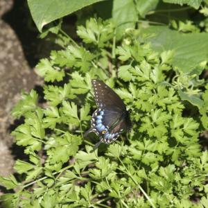Using Parsley For Butterflies: How To Attract Black Swallowtail Butterflies