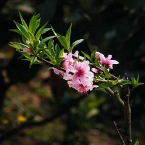 Peach blossom in full bloom—Mito enjoy
