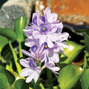 Tips For Growing Water Hyacinth Plants