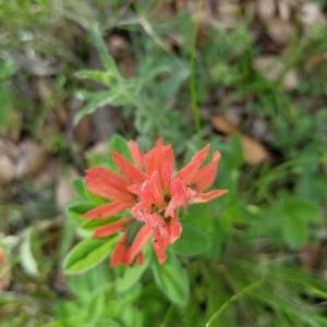 Common: Coast Indian Paintbrush
Botanical: Castilleja affinis
Native: Western North America
Size: 2 ft tall x 2 ft wide
Likes: Full sun, rocky, Sandy, loamy soil
Facts: Rare to buy, butterfly attractant; hemi-parasite (derives some of its nutrients from host plant).