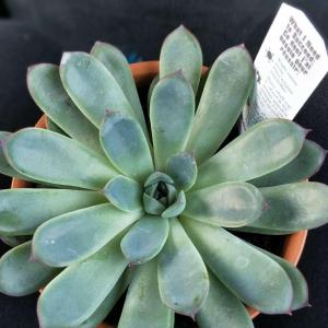 can someone identify this plant for me? I'm thinking that this could be a Echeveria Puldonis.