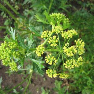 Parsley Plant Is Droopy: Fixing Leggy Parsley Plants