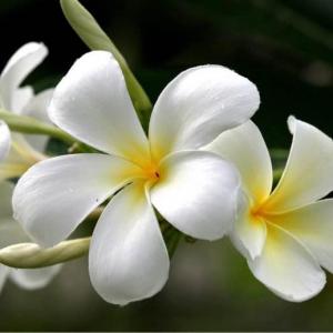 Here is a picture of a mature plumeria