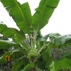 Growing Banana Trees in Pots | How to Grow Banana Trees