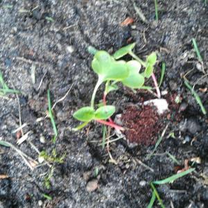 So... I moved my radishes outside a couple days ago, and it was pretty cold during the night. I suspect that they're dead, but I'm not sure. I'm just gonna cross my fingers and hope...