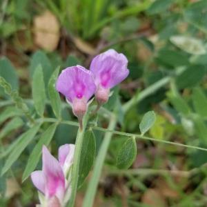 Common: Common Vetch
Botanical: Vicia sativa
Native: mediteranian 
Size: 5 ft wide
Likes: mountains, valleys, coastal environment, sprawling annual vine
Facts: nitrogen fixing legume, old as ancient times