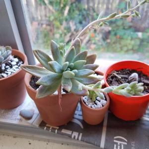 Can anyone help me ID the first 4? Also if someone knows what's wrong with the last two, it would help me out a lot! Last one is a crassula sub species