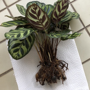 Repotted my Calathea to a better draining pot and discovered mealy bugs in the soil. Had to thoroughly clean the roots.