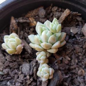 Can anyone help me ID the first 4? Also if someone knows what's wrong with the last two, it would help me out a lot! Last one is a crassula sub species