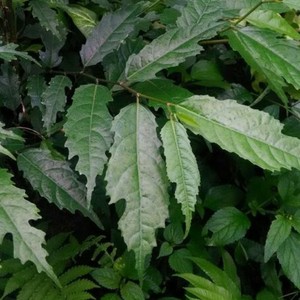 is this neem leaf?