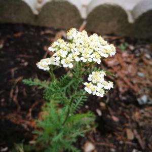 So it turns out that it is not pineapple weed, but rather, it is common yarrow.