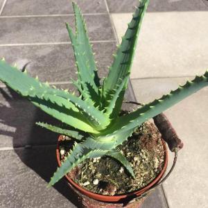 Can someone please confirm whether this is Aloe vera or Aloe mitriformis or some other aloe?