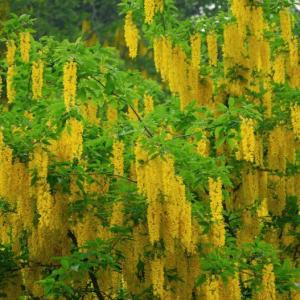 How to Grow and Care for Laburnum