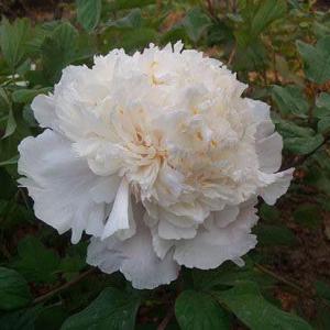  #Peony   casts the other flowers into the shade.