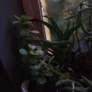 I have no idea what any of my succulents are called, im an awful plant mom, please help!