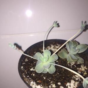 could you help me to discover what type of succulents is this?? Please help me