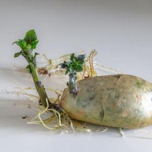 How to Plant Sprouted Potato Seeds