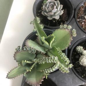 I am so so happy I found a mother of thousands.
Acquired 5/5/18