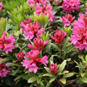 Rhododendron ferrugineum – Alpenrose