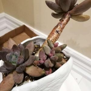 What are these succulent species? I am especially interested in the Gasteria-like plants.