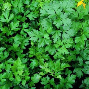 Italian Flat Leaf Parsley: What Does Italian Parsley Look Like And How To Grow It