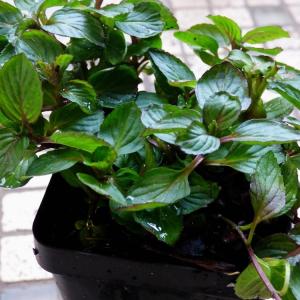 Care Of Red Raripila Mint: Learn How To Use Red Raripila Mints