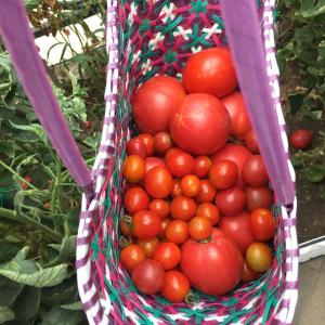 这一早的收获！
看看满地的西红柿，都是被虫子祸祸的！