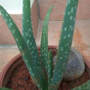 What is the species of this Aloe Vera?