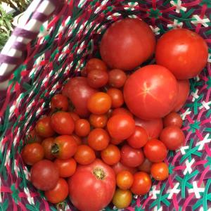 这一早的收获！
看看满地的西红柿，都是被虫子祸祸的！