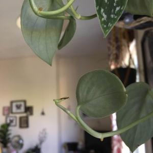I noticed the new leaves are looking a bit singed, could this be because it's too near the window?