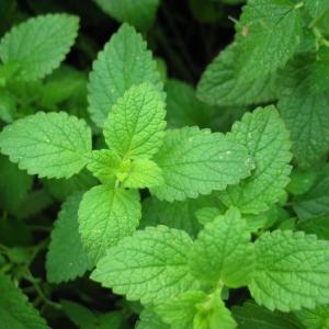 Mint Plant Varieties: Types Of Mint For The Garden