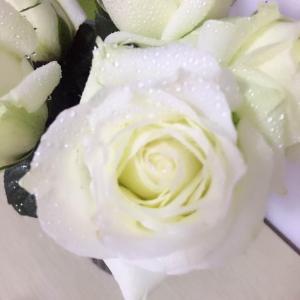 第一次心动💓💕买了白玫瑰，放在卧室里，看着就心情愉悦！听说就一个星期的寿命，希望可以延迟凋谢吧！