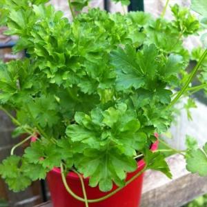 Parsley Container Growing – How To Grow Parsley Indoors