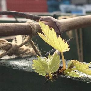 福州几次入冬失败以后，葡萄新芽开始发了，怎么办？还没过冬呢……