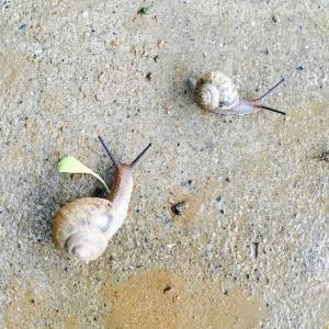 雨后的路上，请注意避让小蜗牛！