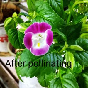 Amazing outcome after pollination 😀😀😁😁