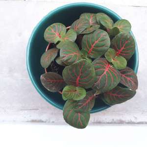 Anyone know the name of this small  plant? Bought on the fittonia section, but no name on the label..