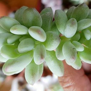 Hello! Please help my identify what type of Graptopetalum this is. Thanks!