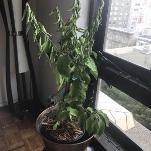 Brand new Eureka Dwarf Lemon Tree (3 yr from Four Winds Growers) was left unwatered for 2 weeks by my plant sitter and I'm DEVASTATED. The top leaves dried up and I pruned it but not sure what else to do... Live in SF with decent sun exposure.

Help! 🙏🏼

 #Citrusmitis   #Citrusmeyeri   #lemon  

Pictures: 
1. current state:  pruned & 1,000 ml water
2. post-plant sitter: minus 2 wks water
3. original condition: prior to leaving

How do I revive it?
How much water should I give it & how often?