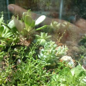 update on my indoor terrarium 😸 unexpectedly growing well