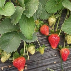 家庭阳台草莓种植方法（养护篇）