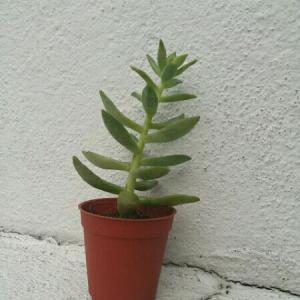 Can anyone help with the name of this plant? thanks